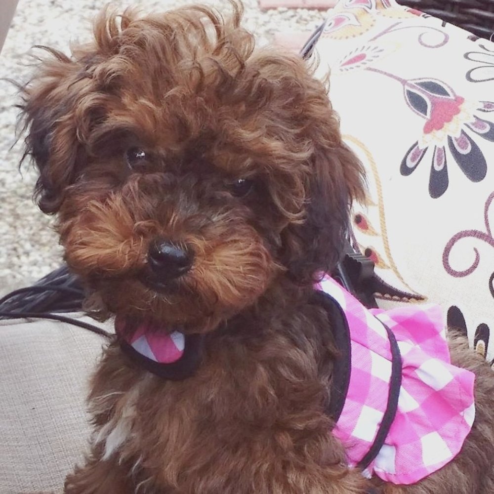 Meet your Posher, Renee